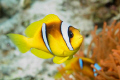 A small clownfish (Amphiprion bicinctus) swimming away from its home anemone to confront the intruder (me). Shot using a Canon EOS 300D in Nimar housing, Sigma 50mm macro and Nikonos SB-105 strobe. 
